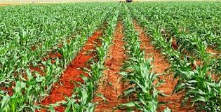Ugandan Farming Season 2026 Farm Tool Checklist: Agricultural Machinery Readiness Guide for March Planting | Jamali Tech Uganda