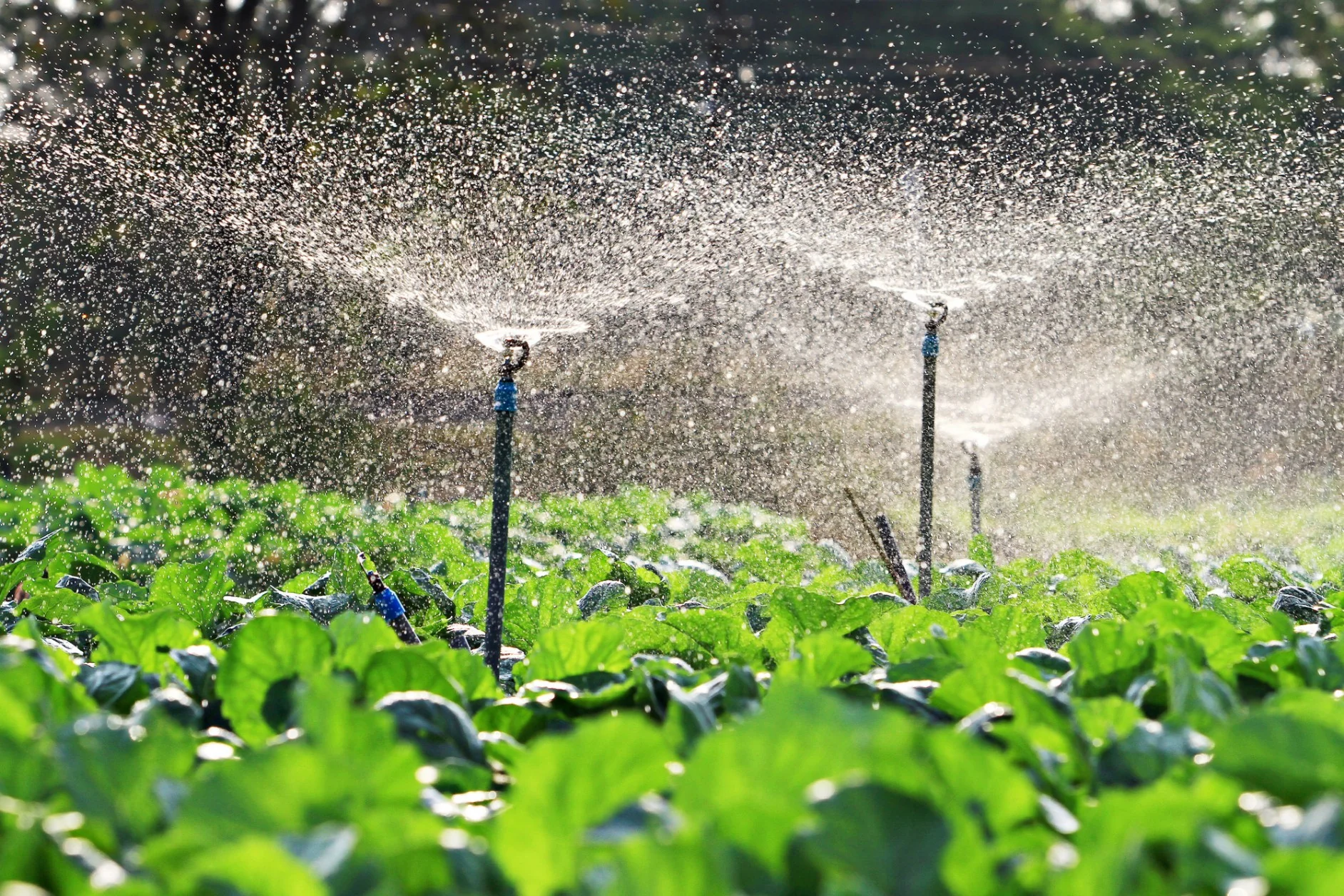 Preparing for the Dry Season: Irrigation Essentials in Uganda (June–August Guide) | Jamali Tech Uganda